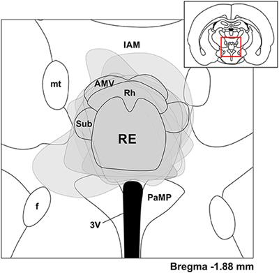 Prefrontal-Hippocampal Pathways Through the Nucleus Reuniens Are Functionally Biased by Brain State